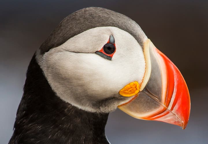 Are you enjoying Iceland yet?