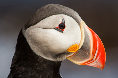 Amazing 4.5-Hour Glacier Hiking Tour in Vatnajokull with Super Jeep from Jokulsarlon Lagoon - day 1