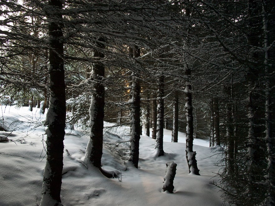 Snow-covered forest near Rauðavatn lake and Heiðmörk woods by Hólmsheiði in Reykjavik, Iceland.