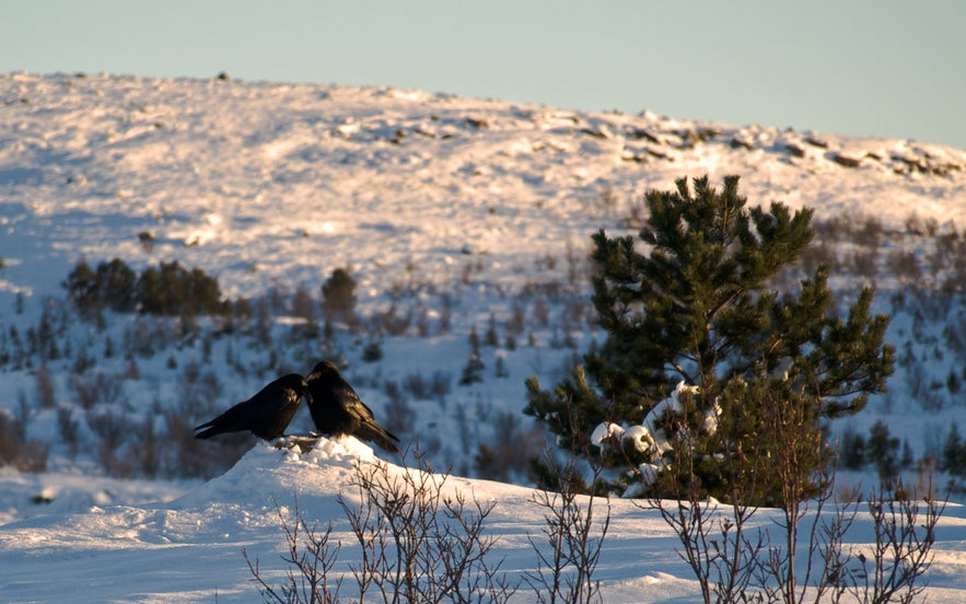 Two ravens on snowy ground near Rauðavatn lake and Hólmsheiði hills in Reykjavik, Iceland.