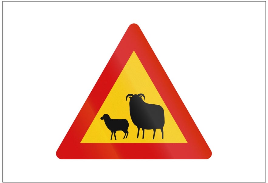 A yellow triangular road sign in Iceland, featuring animal silhouettes, warns drivers of sheep crossing.