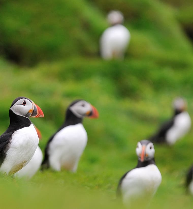 Hotele i inne noclegi na Vestmannaeyjar