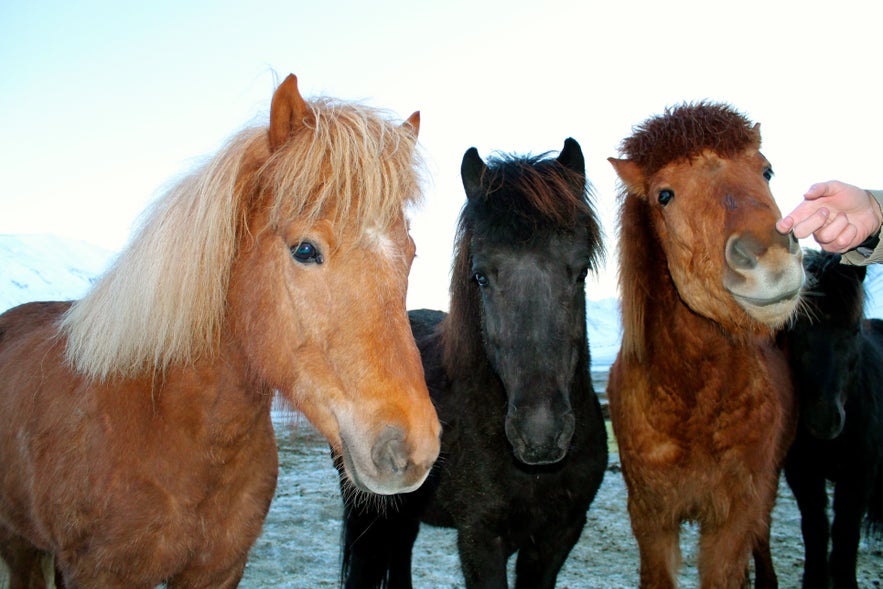 A few photos from a trip to the North of Iceland, Fotos del norte de Islandia