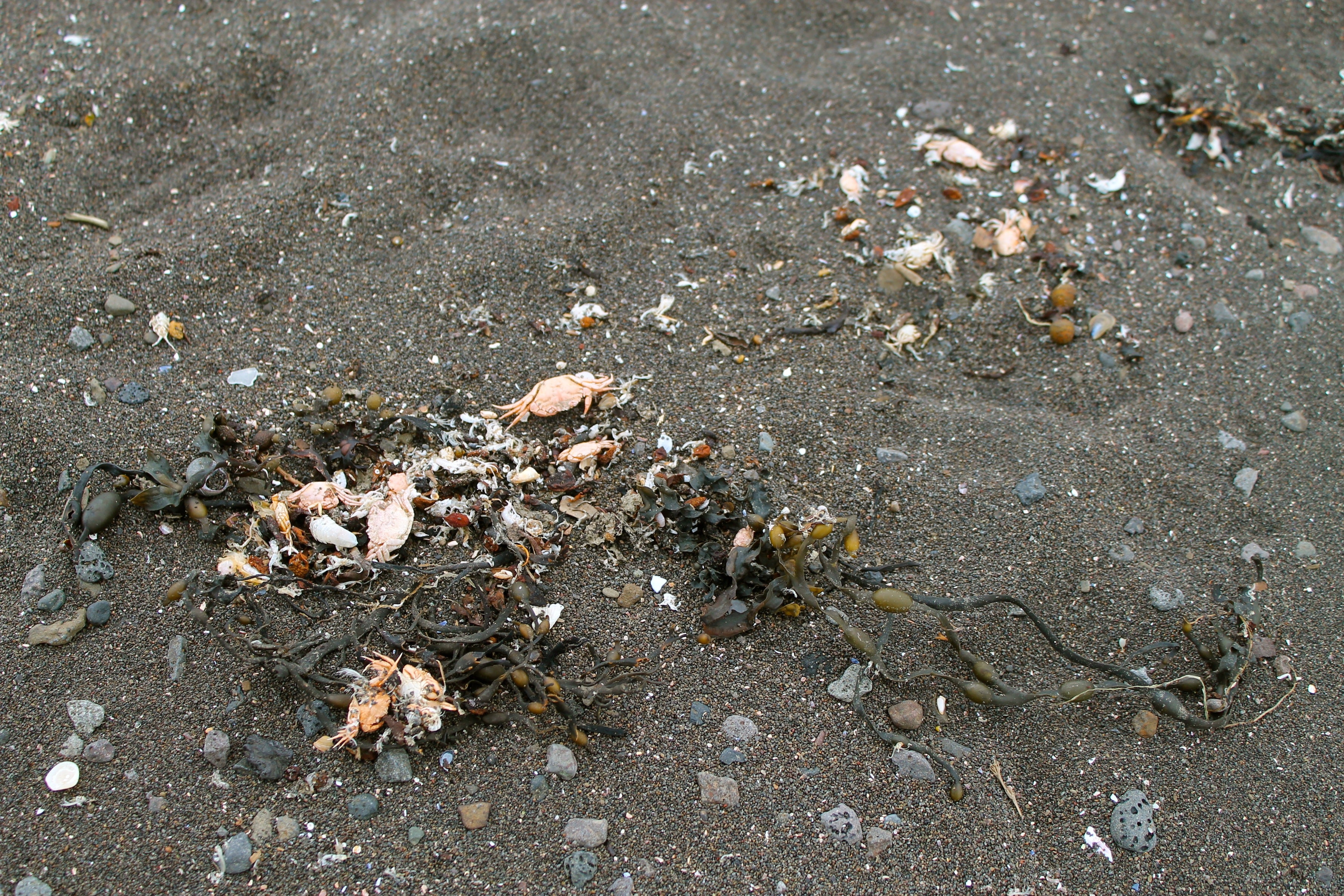 Photos of the seaside of Reykjavík