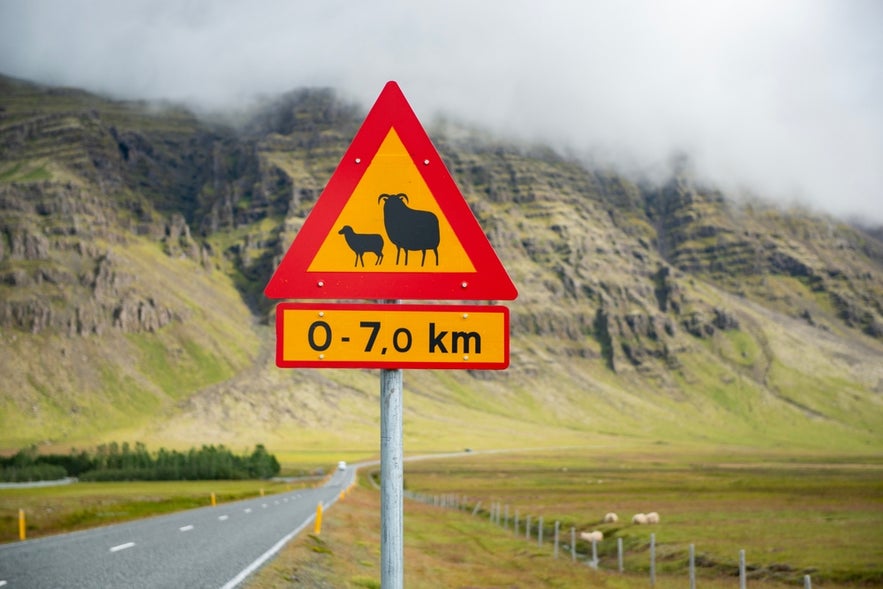 A yellow triangular road sign with a black silhouette of two animals indicate potential animal crossings on Icelandic roads.