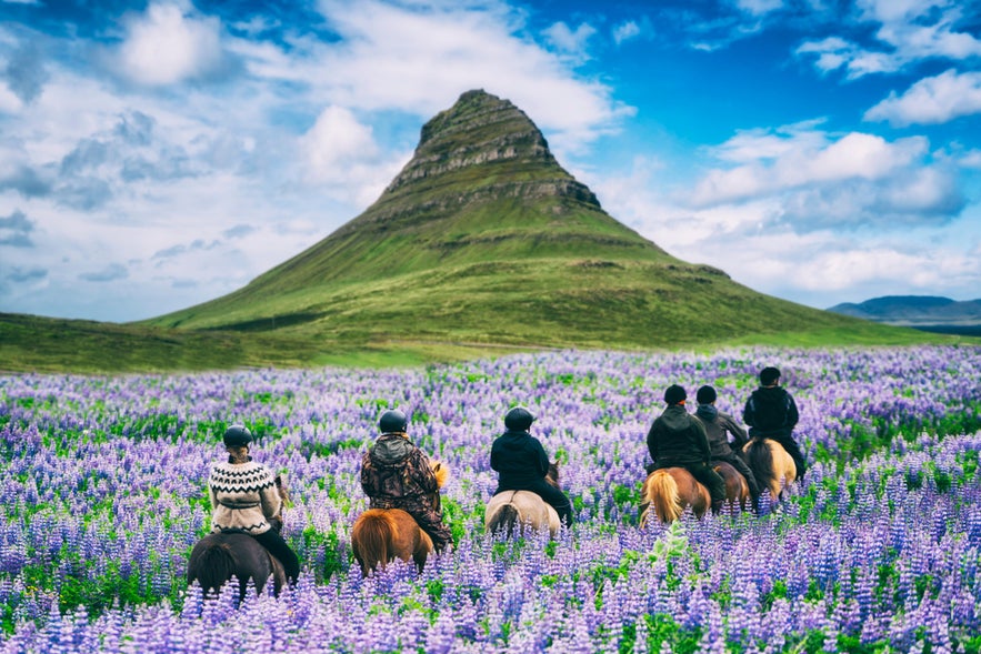 Riders on Icelandic horses near Kirkjufell Mountain, showcasing unique horseback transportation in Iceland.
