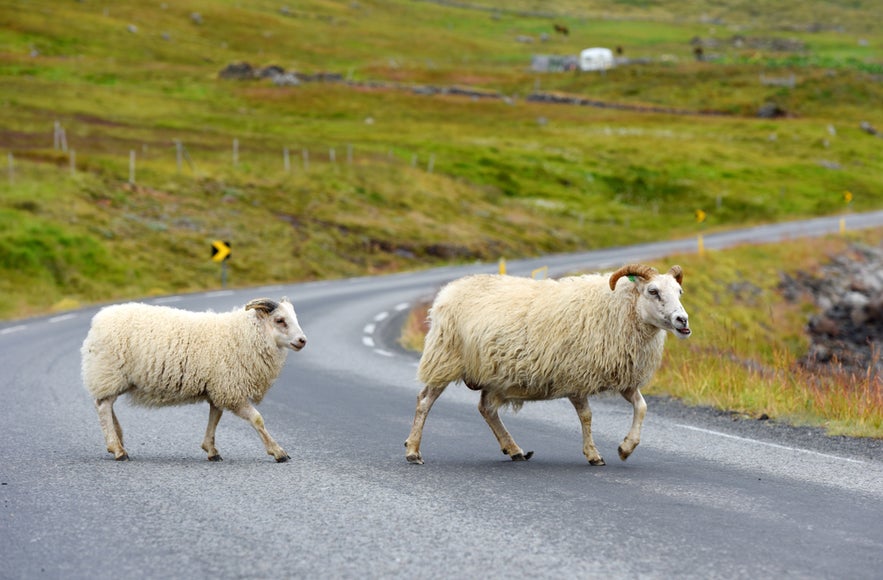 Sheep crossing a winding road in North Iceland, showing common road conditions affecting transportation in Iceland.
