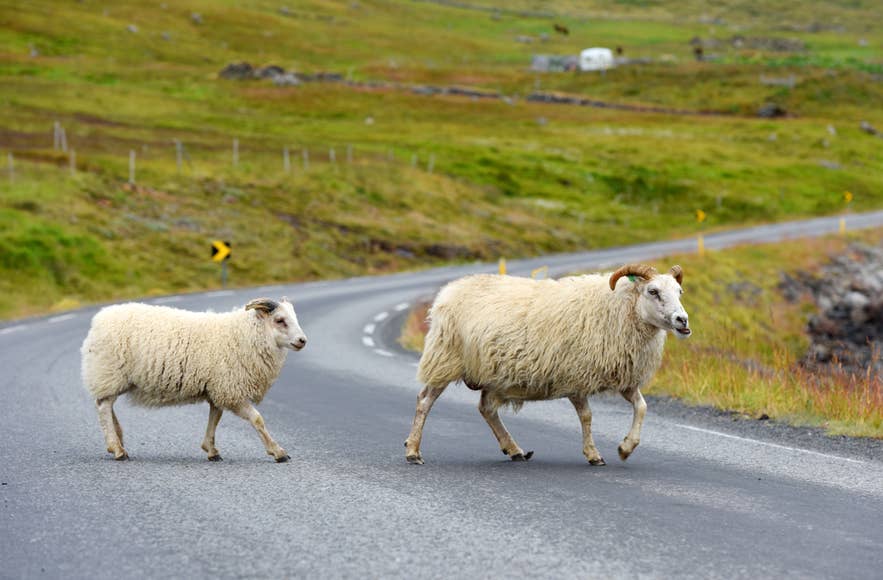 Icelandic sheep grazing beside a rural road in summer