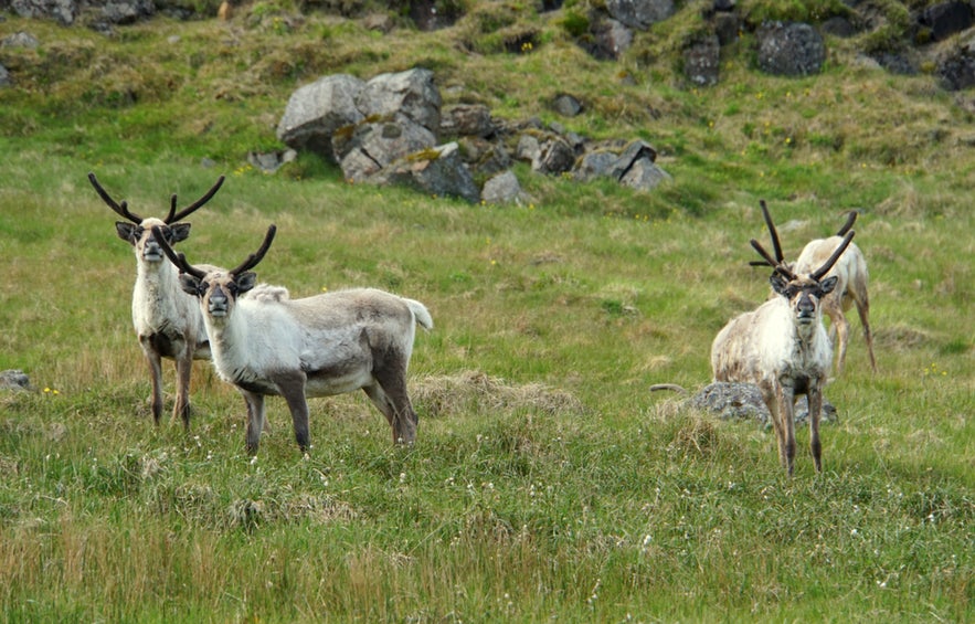 The Best Places To Visit in East Iceland