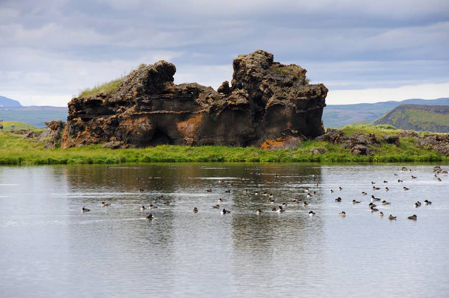 Le lac Myvatn dans le nord de l’Islande avec roches volcaniques, rives verdoyantes et faune aviaire variée sur l’eau.