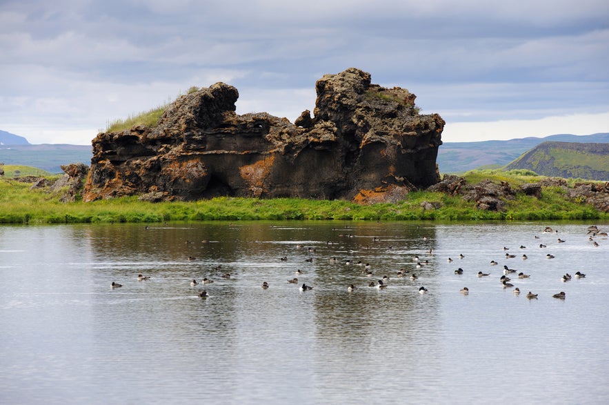 Lake Myvatn in North Iceland with volcanic lava rock, lush green shore, and diverse birdlife on the water.