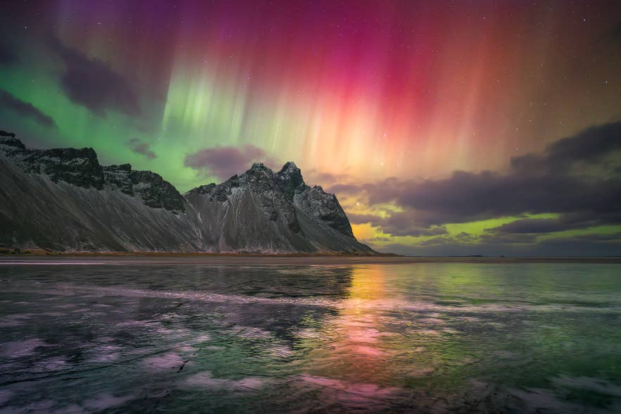 Sterkt nordlys i grønne, rosa og lilla nyanser over Vestrahorn-fjellet på Island, med refleksjon i islagt strand.