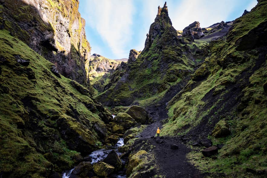 Hiker in yellow jacket walking through moss-covered canyon with jagged peaks in Thakgil, South Iceland. Hiker in yellow jacket walking through moss-covered canyon with jagged peaks in Thakgil, South Iceland.