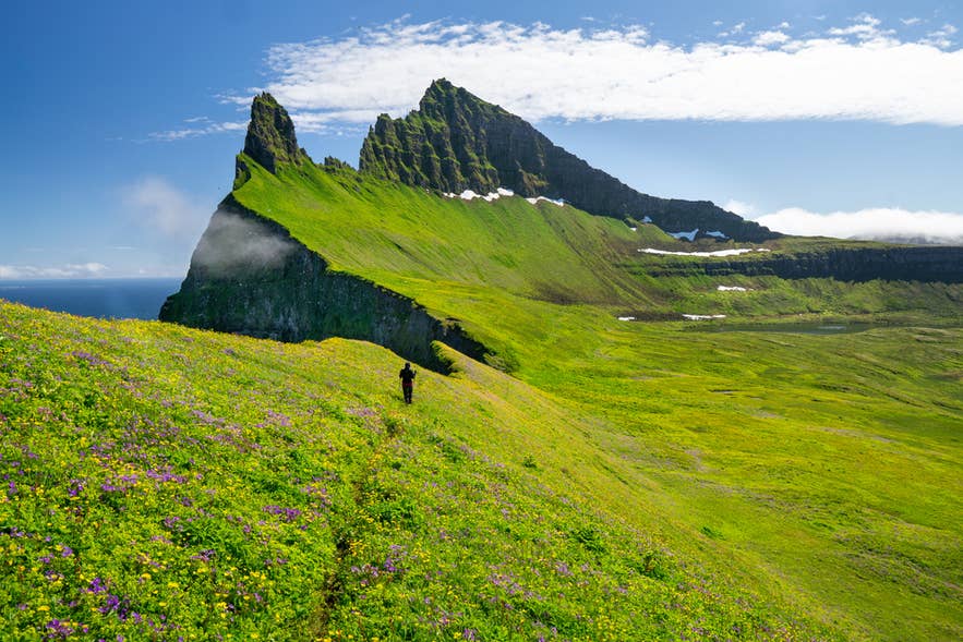 Hornbjarg Cliffs in Hornstrandir Nature Reserve are one of the hidden gems in Iceland, with steep sea cliffs and wildflower meadows.