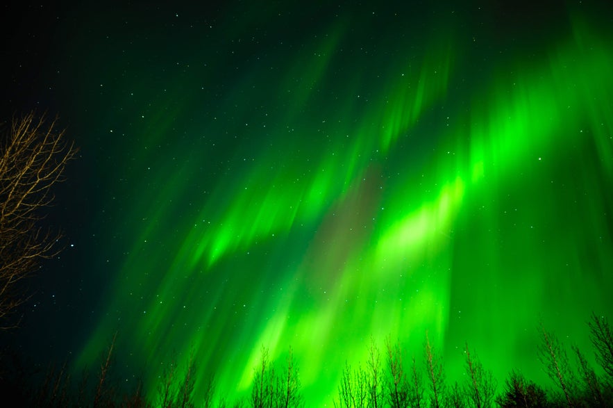 Bright green northern lights stream across the night sky above leafless trees, glowing vividly against the stars.