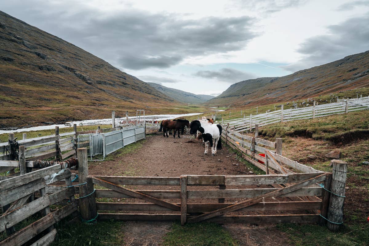 3-Hour Horse Riding Wilderness Tour in the Countryside of East Iceland ...