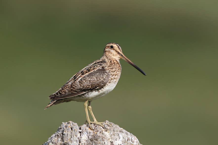 岩の上にとまるタシギ。夏の空に響く独特の羽音で知られる渡り鳥。