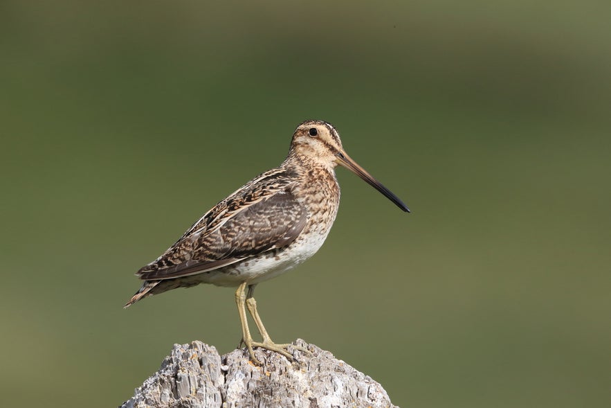 Common snipe perched on rock, among migratory birds in Iceland known for drumming sounds in summer skies.