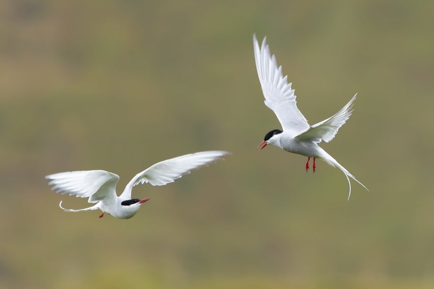 Arctic terns in flight, migratory birds in Iceland known for longest journey from pole to pole.