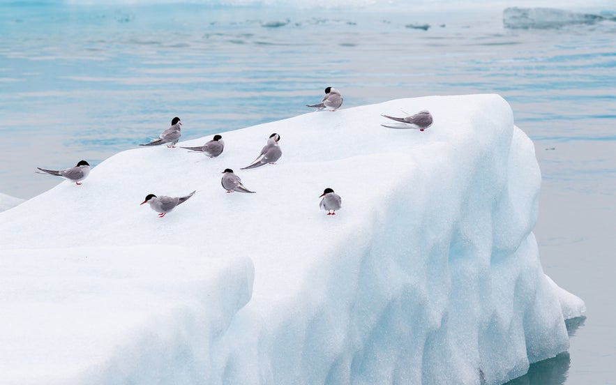Arctic terns perched on iceberg at Jokulsarlon, migratory birds in Iceland famous for polar journeys.