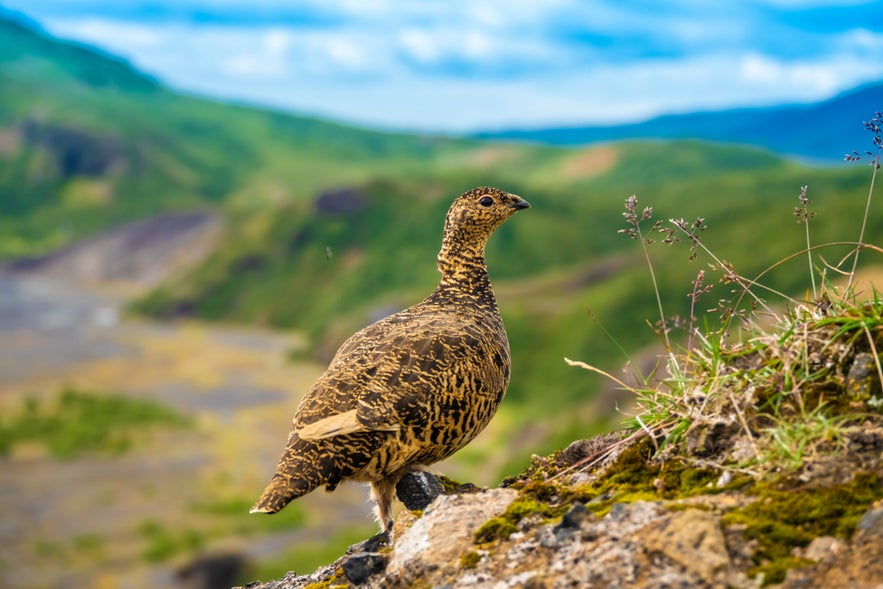 Icelandic rock ptarmigan standing on rocky slope, iconic birds in Iceland’s rugged landscapes.