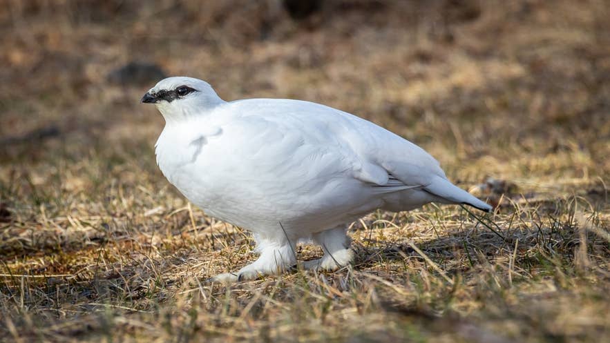 잔디 위를 걷고 있는 흰 뇌조, 아이슬란드 고원지대의 대표적인 계절 새들입니다.