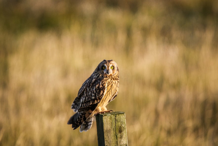 Short-eared owl perched on post, rare birds in Iceland found in grasslands and open fields.