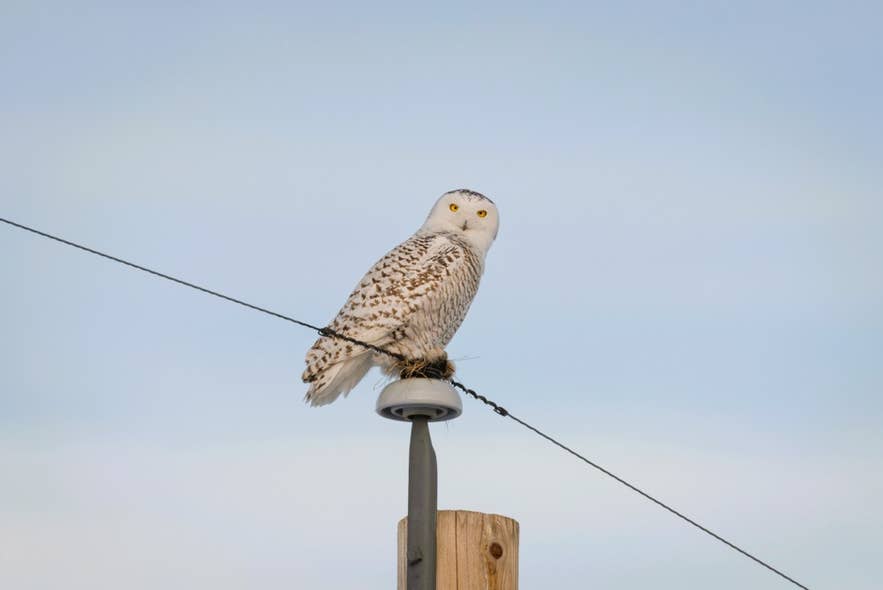 杭にとまるシロフクロウ。アイスランド北部などでごく稀に見られる冬の訪問者。