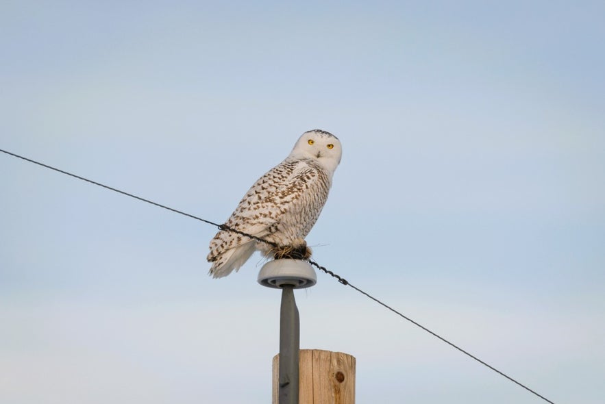 Snowy owl perched on post, rare arctic birds in Iceland occasionally seen in northern regions.