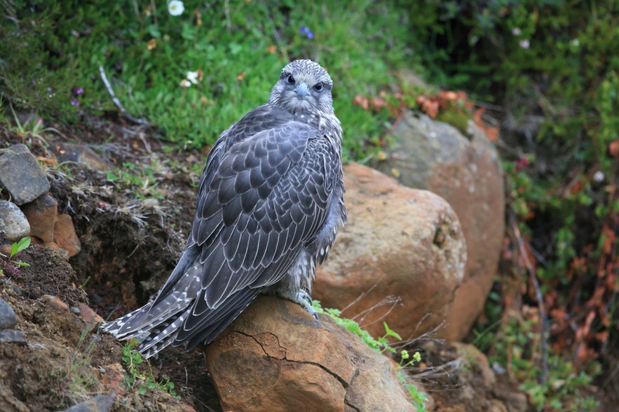 Gyrfalcon perched on rocks, powerful birds in Iceland and the largest falcon species worldwide.