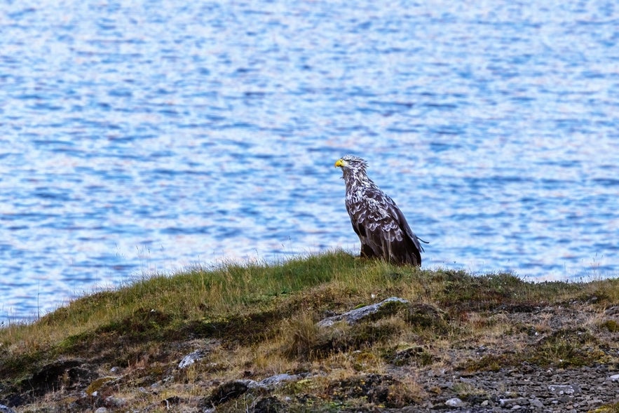 White-tailed eagle perched on Icelandic coastline, rare birds in Iceland thriving in Westfjords.