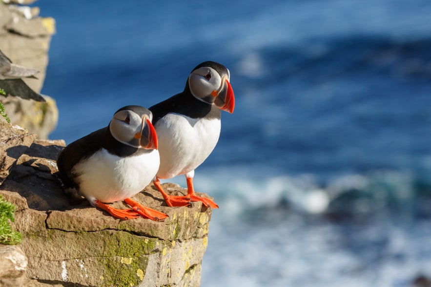 Birds perched on cliffs at Latrabjarg in Westfjords, one of the best places to see birds in Iceland.