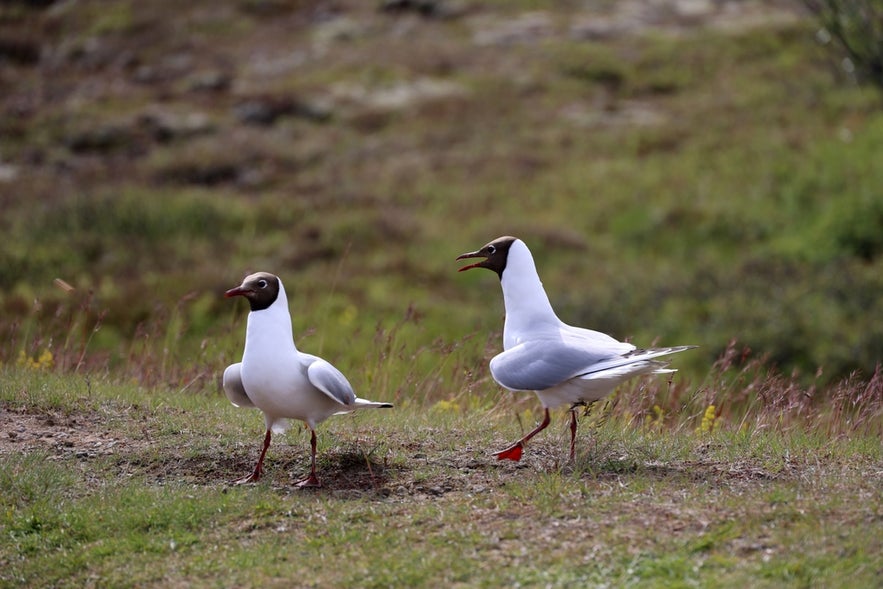 Birds in Iceland at Thingvellir National Park, UNESCO World Heritage Site and top birdwatching spot.