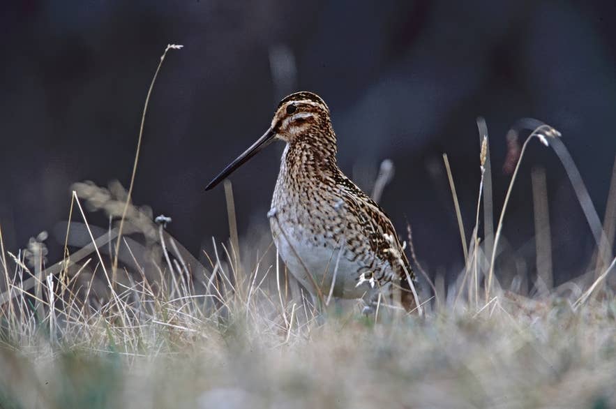 ミーヴァトン湖で野鳥観察。北アイスランドの湿地に生息する多彩な鳥たち。