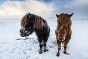 icy Iceland