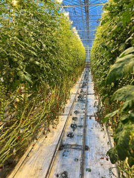 Private Golden Circle Tour from Reykjavik with Fridheimar Farm Visit