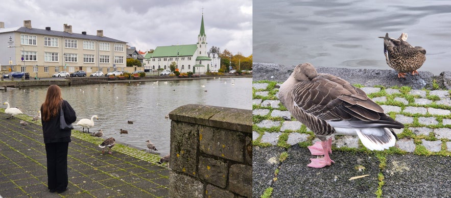 Person greeting ducks and geese along Reykjavik’s Tjornin Pond near Iðnó Café