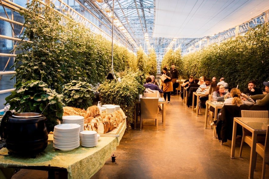 Fridheimar Greenhouse Restaurant near Thingvellir National Park in Iceland with tomato plants, bread, and soup buffet.