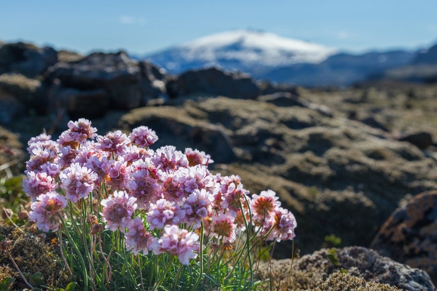 Blooming pink flowers in the foreground with the energetic and historic Snaefellsjokull Volcano in the background.
