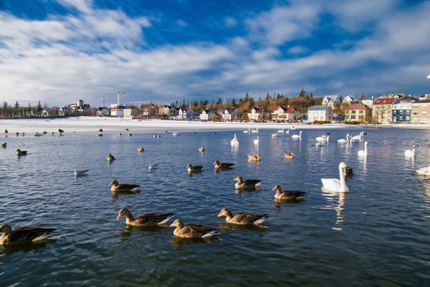 Ducks and swans swimming on Tjornin Pond in Reykjavik, Iceland, with colorful houses and winter scenery in the background.