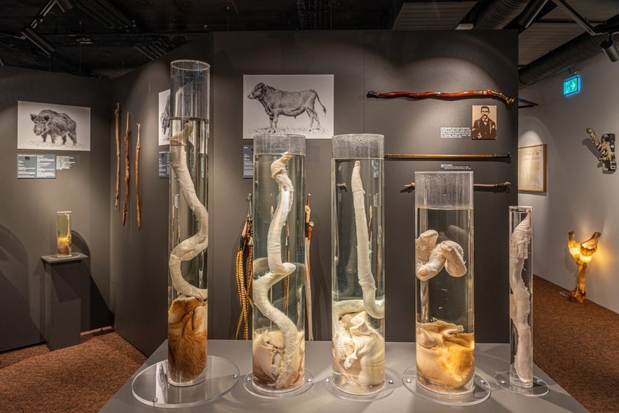 Exhibit with preserved animal specimens in tall glass jars at the Icelandic Phallological Museum in Reykjavik.