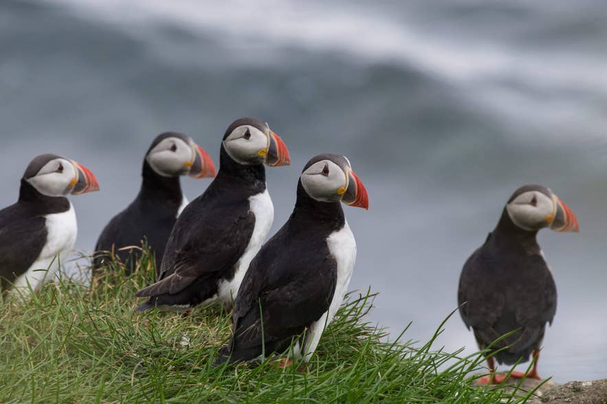 Group of Atlantic puffins with colorful beaks perched on grassy cliffs in Iceland, gazing toward the sea.