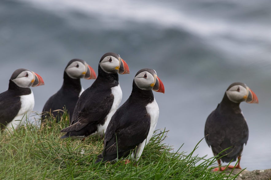 Group of Atlantic puffins with colorful beaks perched on grassy cliffs in Iceland, gazing toward the sea. Group of Atlantic puffins with colorful beaks perched on grassy cliffs in Iceland, gazing toward the sea.