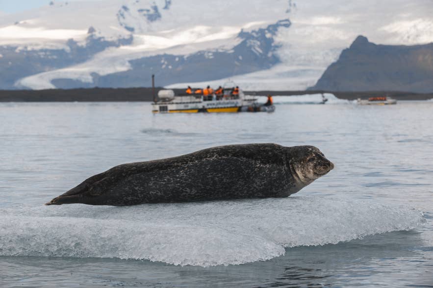 Seal resting on an iceberg as an amphibian boat tour passes at Jokulsarlon Glacier Lagoon.