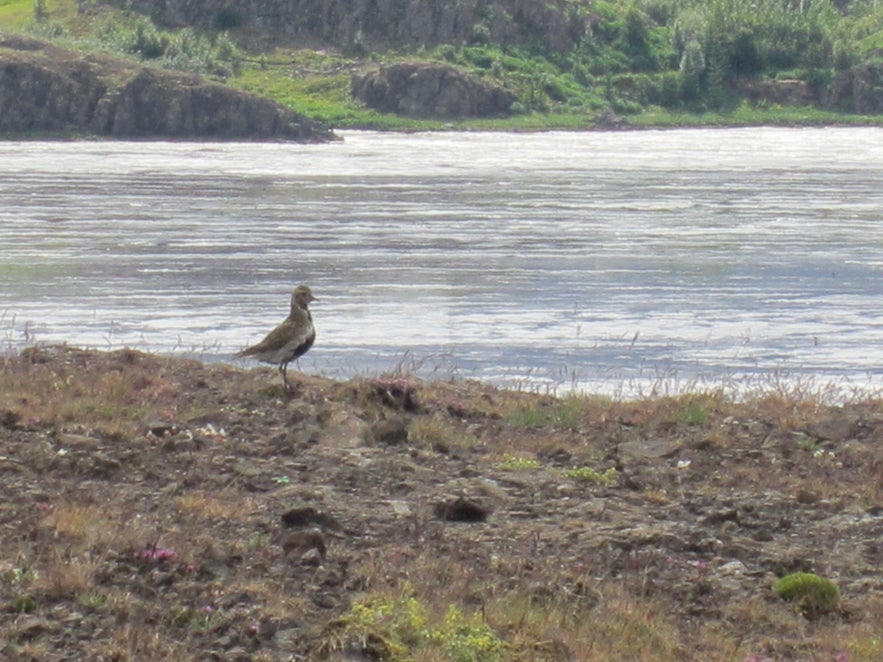 Bird watching in Iceland