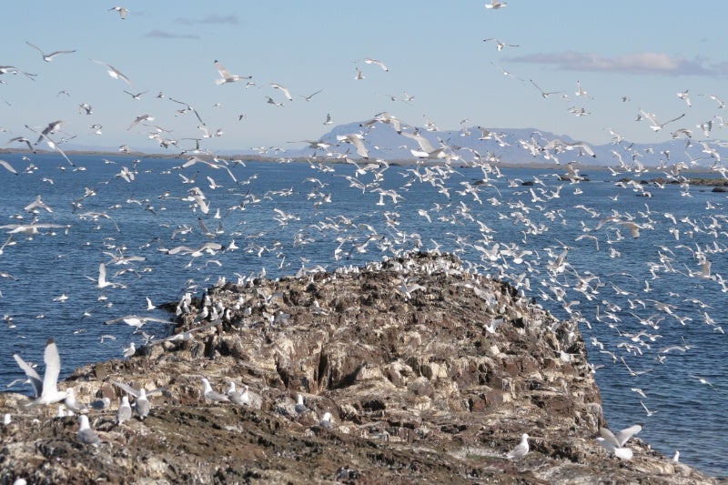 Bird watching in Iceland