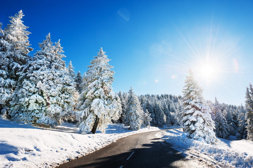 Iceland's winter landscape of snowy pine trees and a road curving through the forest in sunshine