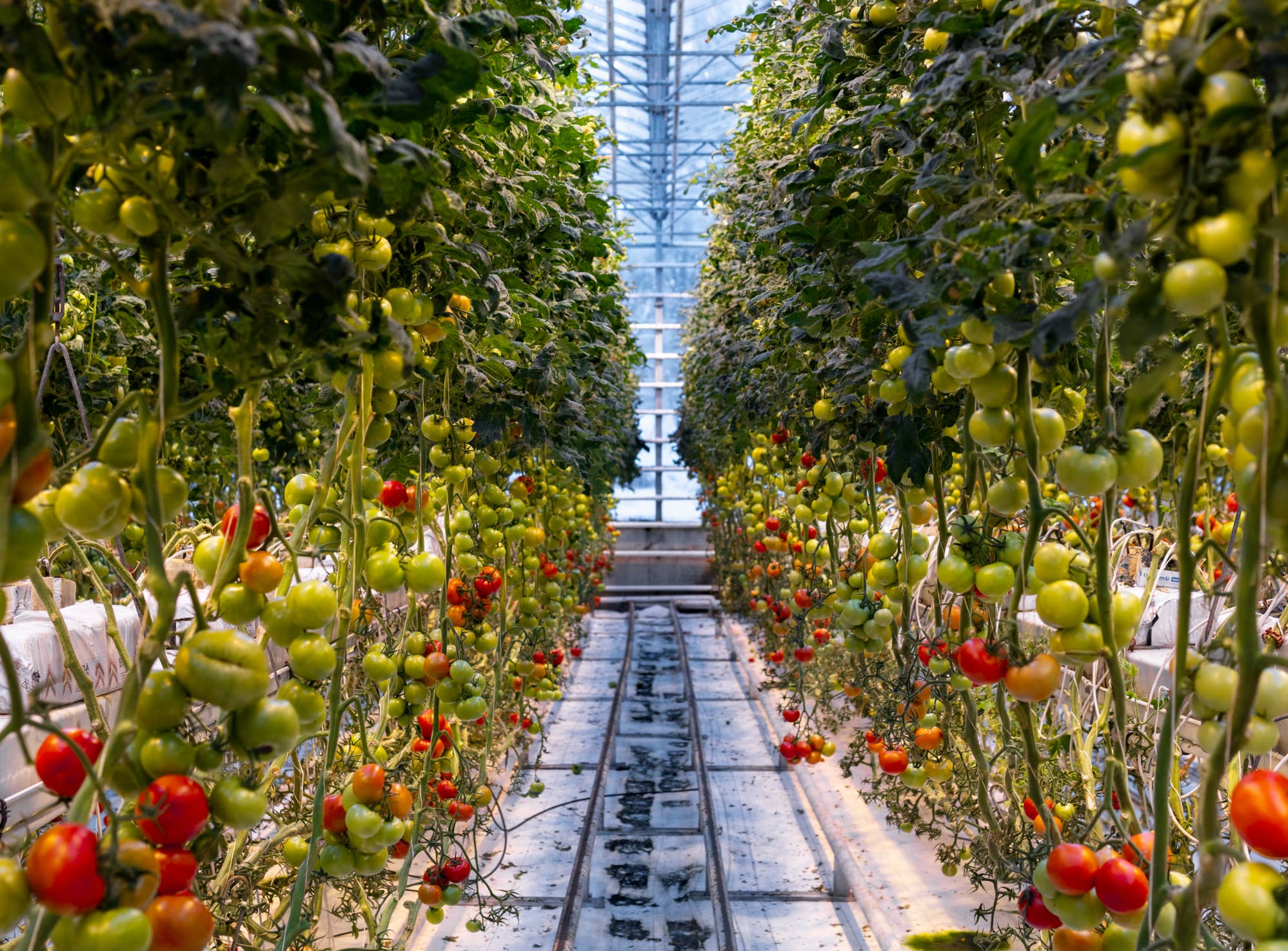 Interior view of Friðheimar Tomato Farm greenhouse in Iceland with thriving tomato plants.