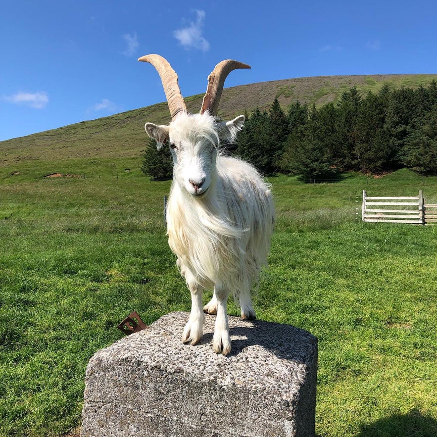 The Icelandic goat is also known as the "settlement goat."