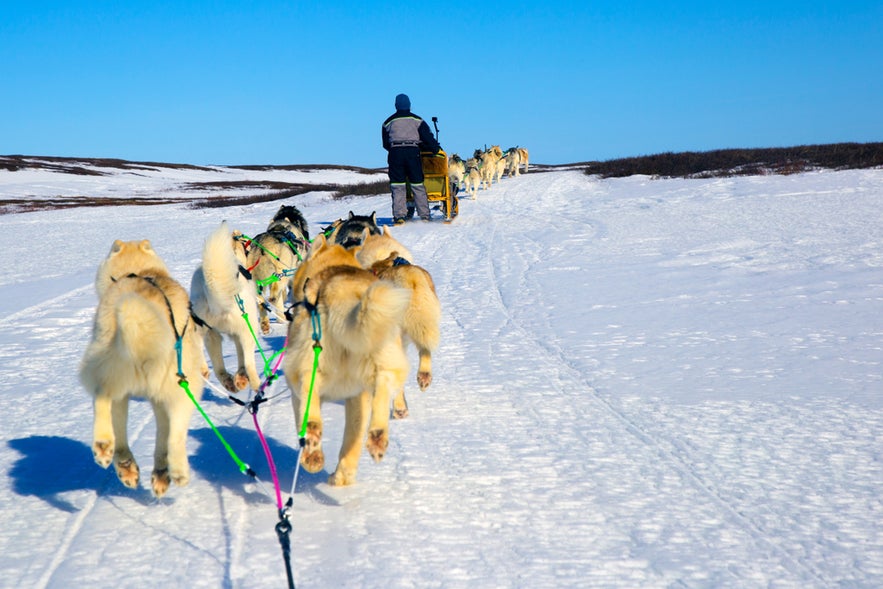 Dog sledding is one of the most exhilarating and unique experiences available in Iceland.